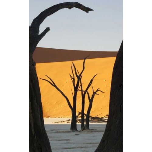 Trees and dunes, Dead Vlei, Sossusvlei, Namibia